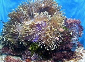 Tipi di corallo per acquario 1160 0 Tipi di corallo per acquario