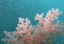 Come allestire un acquario di coralli 1161 0 Come allestire un acquario di coralli