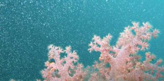 Come allestire un acquario di coralli 1161 0 Come allestire un acquario di coralli