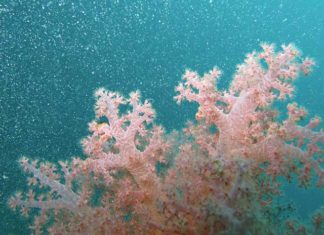 Come allestire un acquario di coralli 1161 0 Come allestire un acquario di coralli