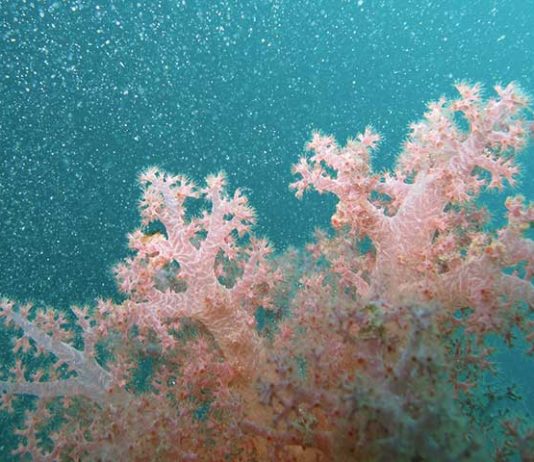 Come allestire un acquario di coralli 1161 0 Come allestire un acquario di coralli