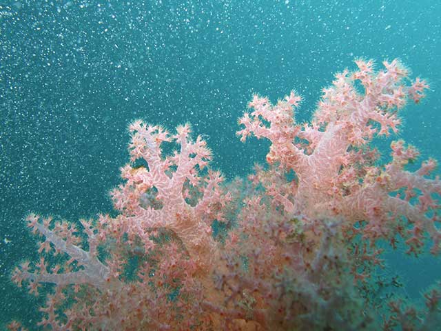 1161 0 Come allestire un acquario di coralli