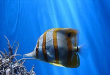 I pesci farfalla 1166 0 I pesci farfalla