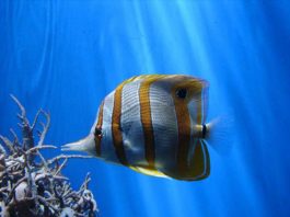 I pesci farfalla 1166 0 I pesci farfalla