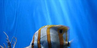 I pesci farfalla 1166 0 I pesci farfalla