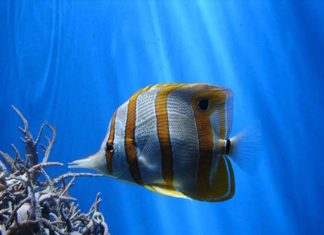 I pesci farfalla 1166 0 I pesci farfalla