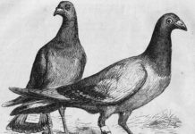 Origini e storia della posta 1233 0 origini_e_storia_della_posta_ok