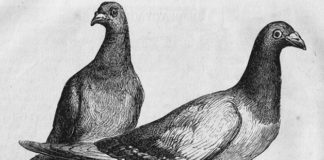 Origini e storia della posta 1233 0 origini_e_storia_della_posta_ok