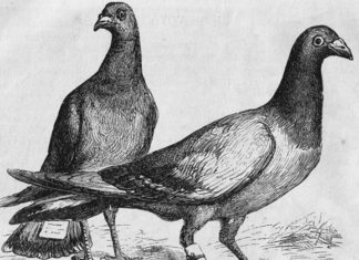 Origini e storia della posta 1233 0 origini_e_storia_della_posta_ok