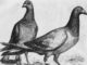 Origini e storia della posta 1233 0 origini_e_storia_della_posta_ok