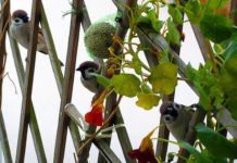 Creare un angolo di privacy 1259 0 creare_un_angolo_di_privacy_ok