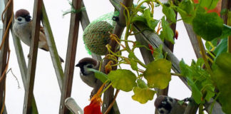 Creare un angolo di privacy 1259 0 creare_un_angolo_di_privacy_ok