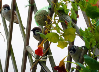 Creare un angolo di privacy 1259 0 creare_un_angolo_di_privacy_ok