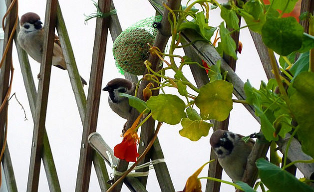 Creare un angolo di privacy 1259 0 creare_un_angolo_di_privacy_ok