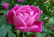 Regole base per la potatura delle rose 1261 0 potatura_delle_rose_ok