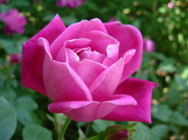 Regole base per la potatura delle rose 1261 0 potatura_delle_rose_ok