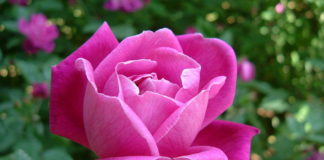 Regole base per la potatura delle rose 1261 0 potatura_delle_rose_ok