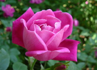 Regole base per la potatura delle rose 1261 0 potatura_delle_rose_ok