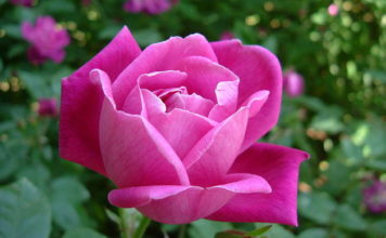 Regole base per la potatura delle rose 1261 0 potatura_delle_rose_ok