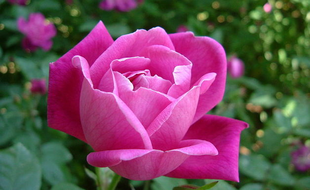 Regole base per la potatura delle rose 1261 0 potatura_delle_rose_ok