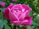 Regole base per la potatura delle rose 1261 0 potatura_delle_rose_ok