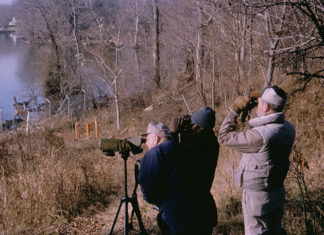 Cosa aspettarsi da un corso di birdwatching 1268 0 Cosa aspettarsi da un corso di birdwatching