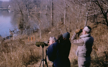 Cosa aspettarsi da un corso di birdwatching 1268 0 Cosa aspettarsi da un corso di birdwatching