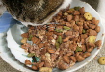 La dieta del gatto 1276 0 la_dieta_del_gatto_ok