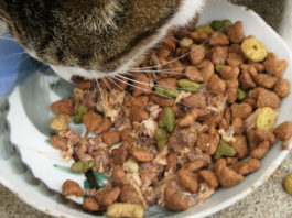 La dieta del gatto 1276 0 la_dieta_del_gatto_ok