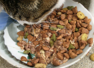 La dieta del gatto 1276 0 la_dieta_del_gatto_ok