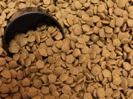 La dieta del cane 1277 0 la_dieta_del_cane_ok