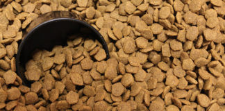 La dieta del cane 1277 0 la_dieta_del_cane_ok