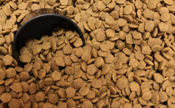 La dieta del cane 1277 0 la_dieta_del_cane_ok