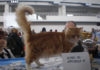Come far partecipare il proprio gatto a un’esposizione felina 1278 0 Come_far_partecipare_il_proprio_gatto_a_unesposizione_felina_ok
