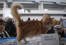 Come far partecipare il proprio gatto a un’esposizione felina 1278 0 Come_far_partecipare_il_proprio_gatto_a_unesposizione_felina_ok
