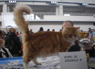 Come far partecipare il proprio gatto a un’esposizione felina 1278 0 Come_far_partecipare_il_proprio_gatto_a_unesposizione_felina_ok