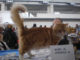 Come far partecipare il proprio gatto a un’esposizione felina 1278 0 Come_far_partecipare_il_proprio_gatto_a_unesposizione_felina_ok