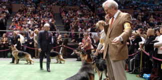 Come partecipare a una mostra di bellezza per cani 1279 0 Come partecipare a una mostra di bellezza per cani_ok