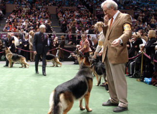 Come partecipare a una mostra di bellezza per cani 1279 0 Come partecipare a una mostra di bellezza per cani_ok