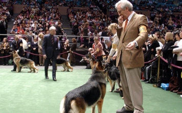 Come partecipare a una mostra di bellezza per cani 1279 0 Come partecipare a una mostra di bellezza per cani_ok