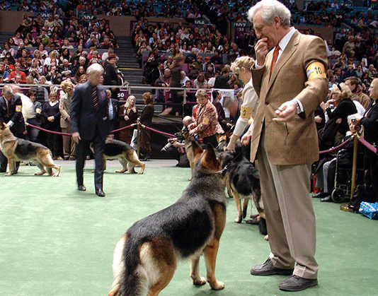 Come partecipare a una mostra di bellezza per cani 1279 0 Come partecipare a una mostra di bellezza per cani_ok