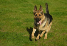 Le basi per addestrare il cane 1280 0 le_basi_per_addestrare_il_cane_ok