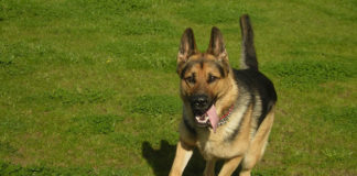 Le basi per addestrare il cane 1280 0 le_basi_per_addestrare_il_cane_ok