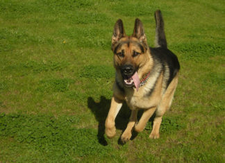 Le basi per addestrare il cane 1280 0 le_basi_per_addestrare_il_cane_ok