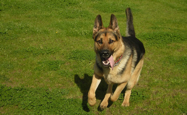 Le basi per addestrare il cane 1280 0 le_basi_per_addestrare_il_cane_ok