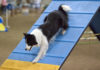 L’agility dog 1281 0 Lagility dog