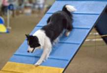 L’agility dog 1281 0 Lagility dog