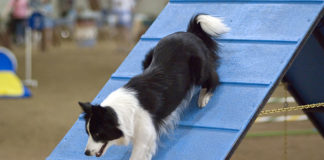 L’agility dog 1281 0 Lagility dog