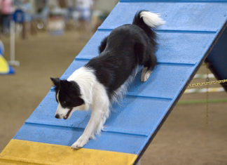 L’agility dog 1281 0 Lagility dog