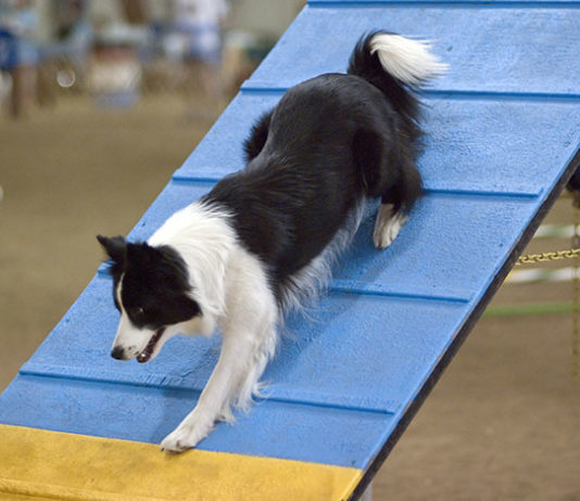 L’agility dog 1281 0 Lagility dog